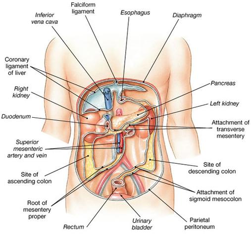 Human Body Organs